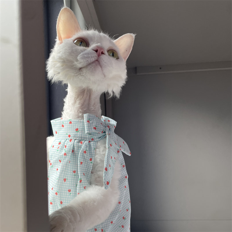 Ropa de Verano para Gatos: Ves - Summer Light Clothing reseña y precio